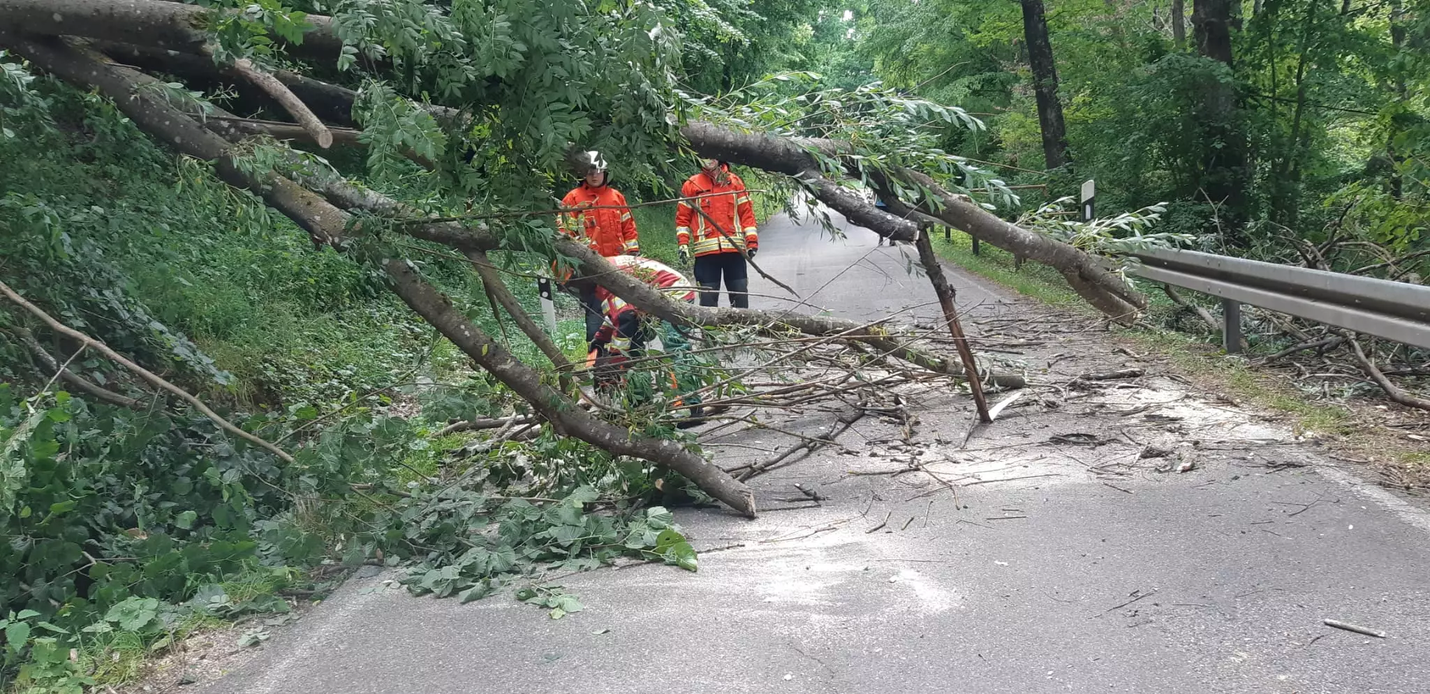 Baum auf Straße