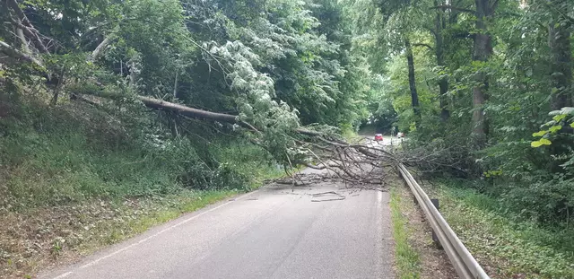 Baum auf Straße